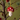 Pearl hanger Mushroom small