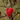 Bead Hanger Heart Red